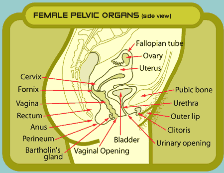 anatomy female  organs