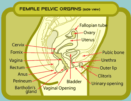 anatomy female organs anatomy female organs