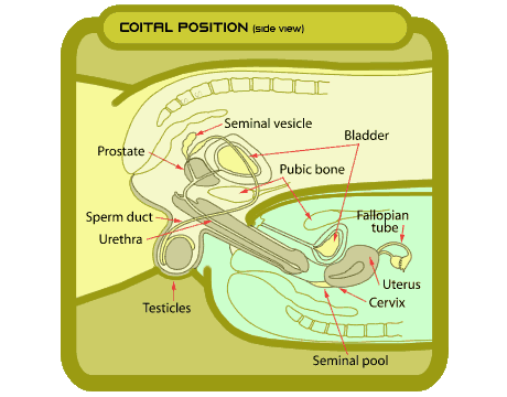 Coital Position